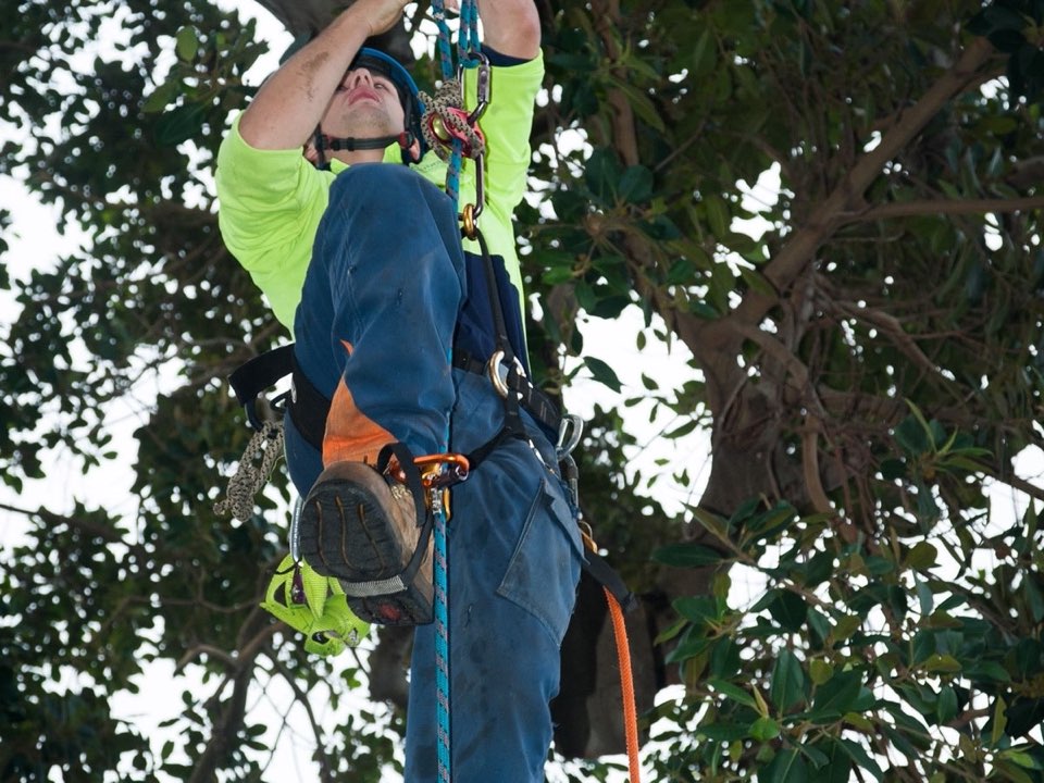 Qualified arborist working in a mature tree during a property survey in Essex