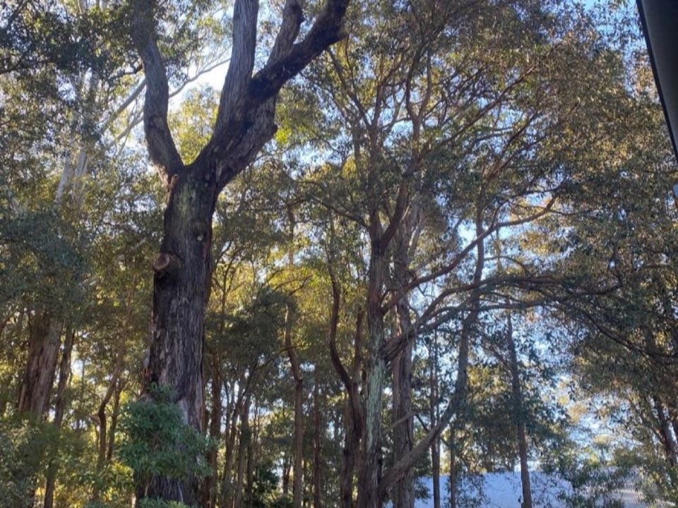 Mature trees in a Essex parkland setting due for routine re-inspection